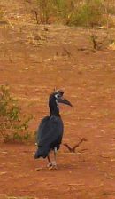 Ethioptrek (426) (Small)